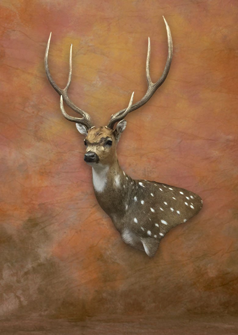Axis deer mount, spotted coat lying in its natural grain