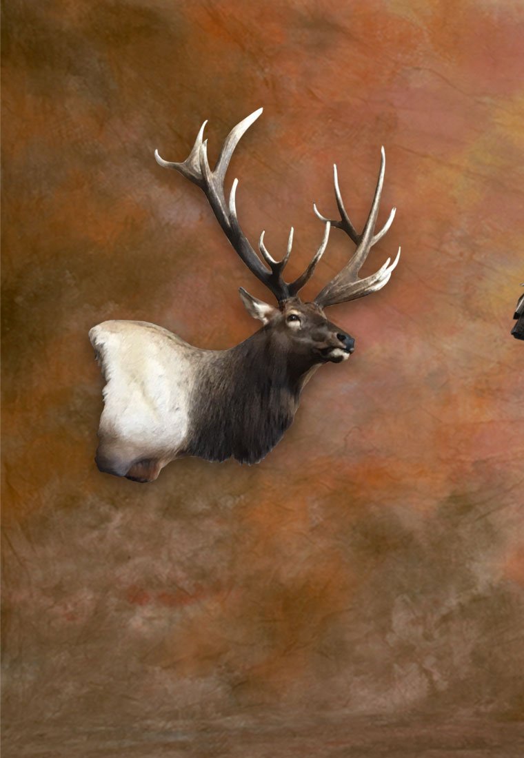 Rocky Mountain elk shoulder mount
