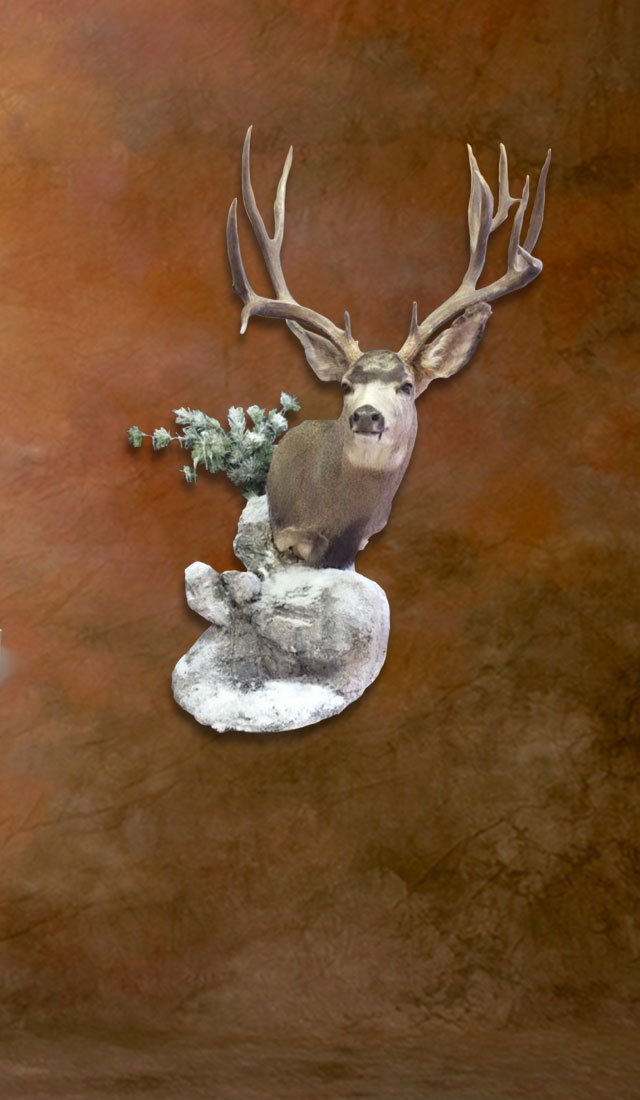 Mule deer mount with ears spread wide, listening