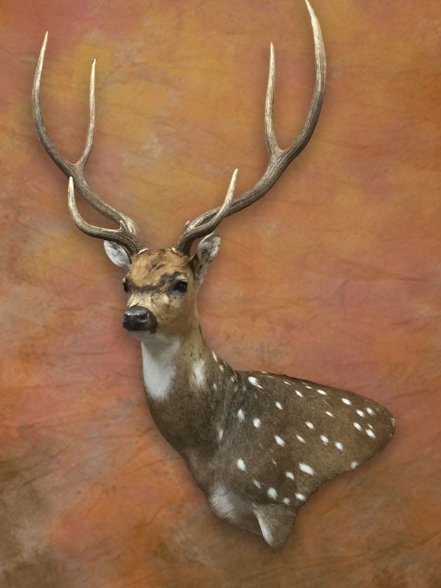 Axis deer shoulder mount