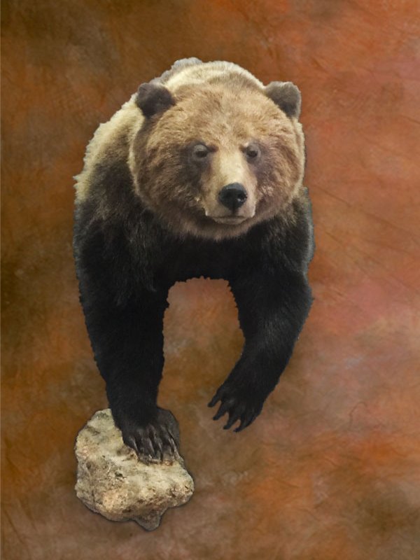 Bear half-body mount coming down a rock
