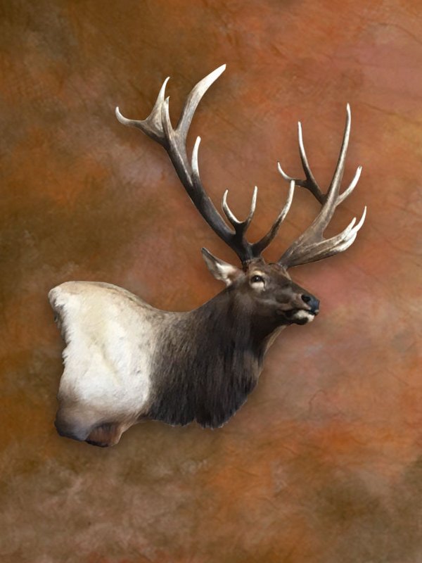 Rocky Mountain elk shoulder mount