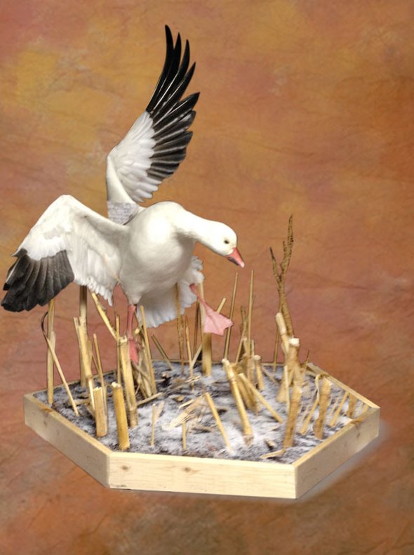 Snow goose mount landing over a habitat base of cut reeds