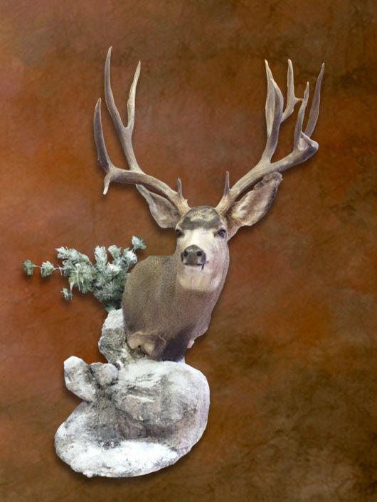 Mule deer mount with snow and juniper habitat