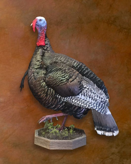 Wild turkey mount on a habitat base