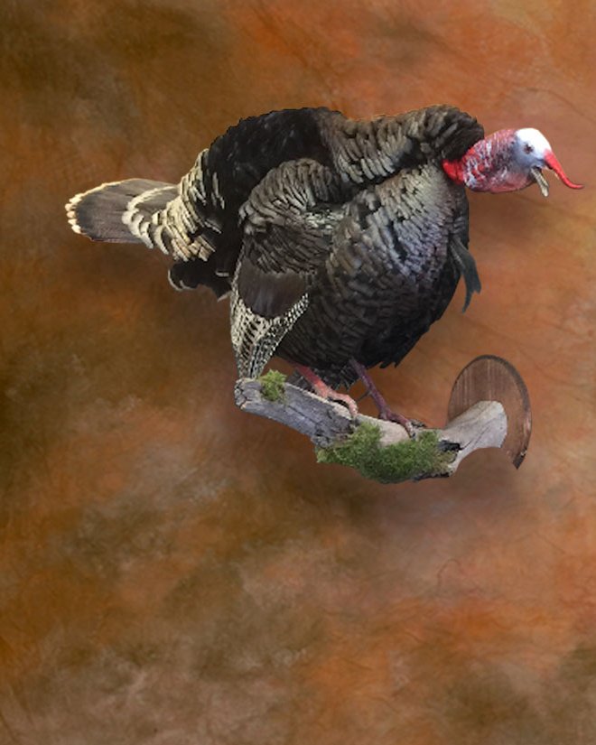 Wild turkey tom mounted on driftwood
